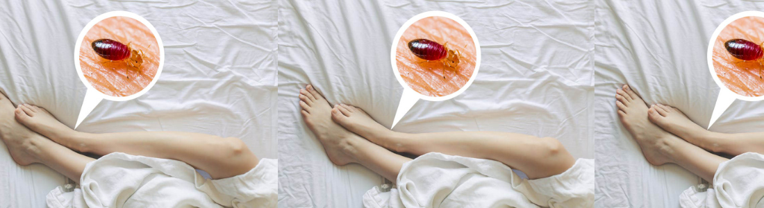 Dedetização de Percevejos de Cama 24 HORAS